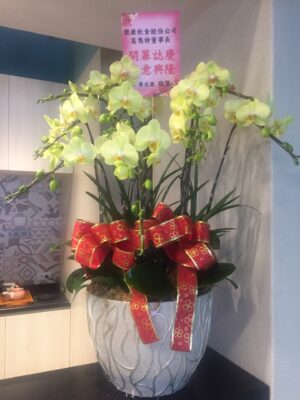 編號:D0030----黃玉蘭花